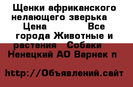 Щенки африканского нелающего зверька  › Цена ­ 35 000 - Все города Животные и растения » Собаки   . Ненецкий АО,Варнек п.